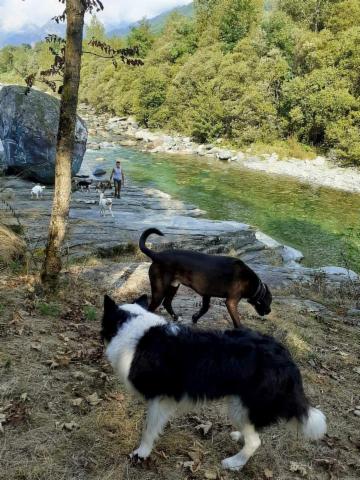 dogsitting, gruppi di dogtrekking e socializzazioni - Foto 7