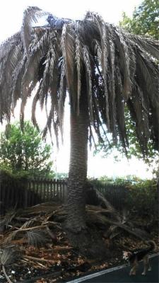 Il Giardino  - Foto 4