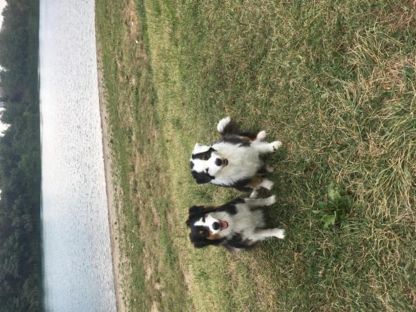 Lauretta Vicari Smiling Dogs - Foto 2