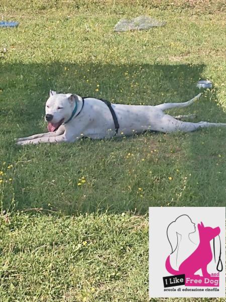 I LIKE FREE DOG ASD scuola di educazione cinofila - Foto 9