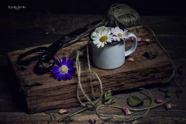 Rosalia Ricotta - Foto 12