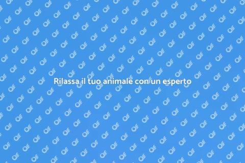 Massaggiatore esperto per animali