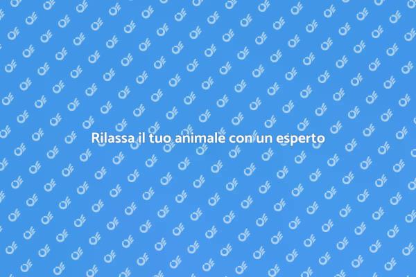 Massaggio per animali: un aiuto prezioso