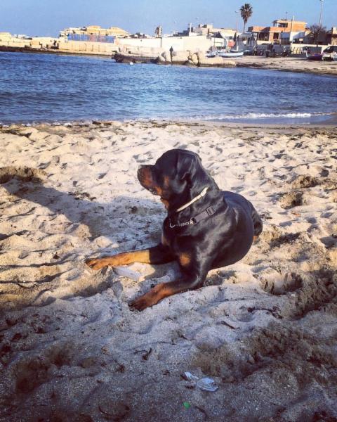 Dog sitter - Foto 16