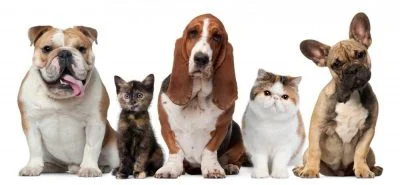 petsitter