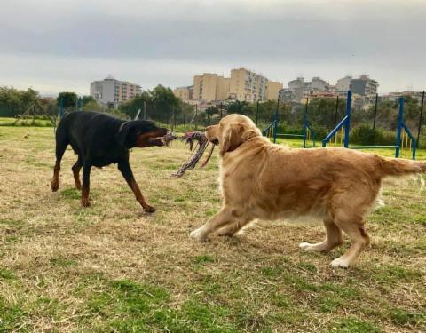 Dog School Catania - Foto 2