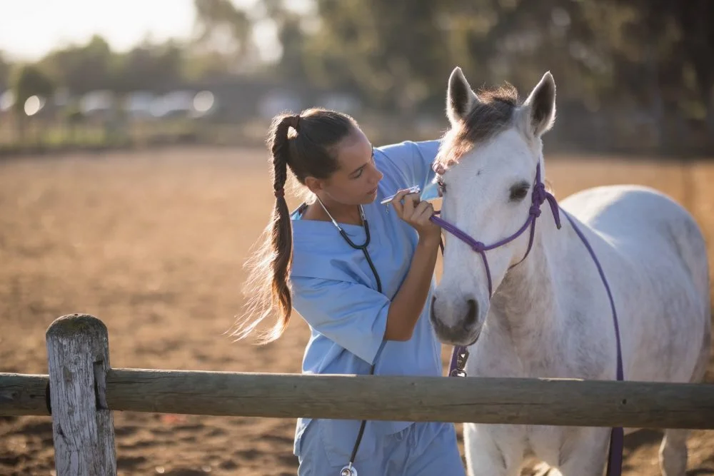 il veterinario come cura il tuo cavallo