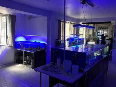 Aquarium Life  - Foto 4