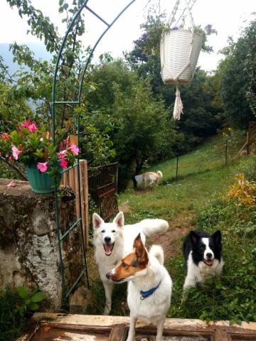 dogsitting, gruppi di dogtrekking e socializzazioni - Foto 18