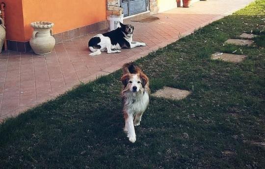 Tanto verde, amore e gioco - Foto 5