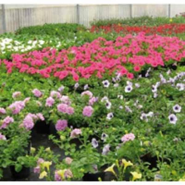 Il Giardino nel Canneto  - Foto 1