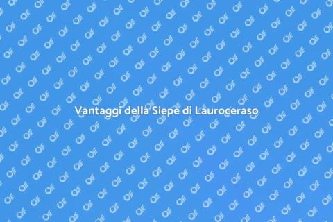Siepe di Lauroceraso: bellezza e privacy
