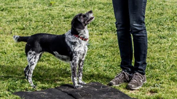 Il Segno di Fido - asd cinofila Mugello e Firenze - Foto 4