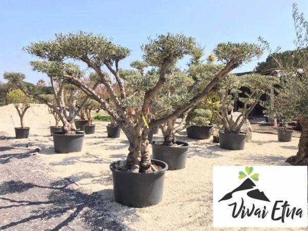 Vivai Etna  - Foto 8