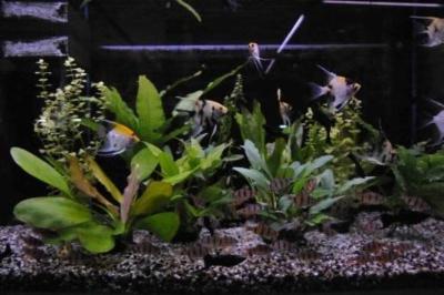 Seaworld Aquarium  - Foto 4