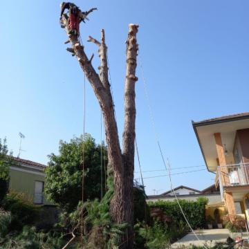 Sherwood TreeWorker - Foto 9