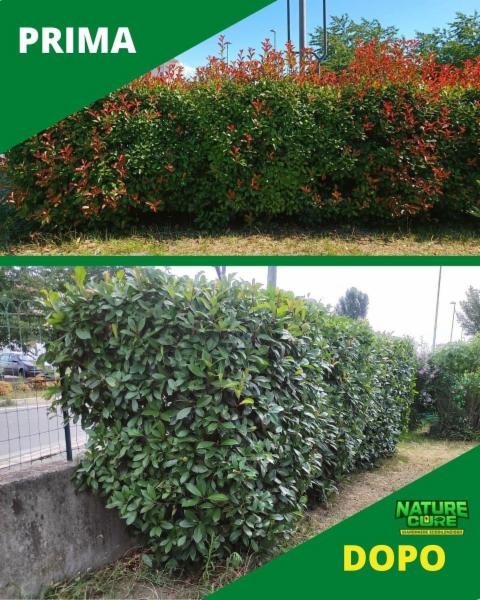 Nature Cure di Bianchina Jacopo - Foto 7