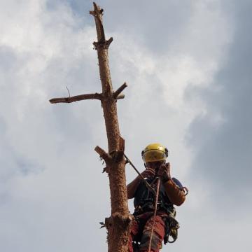 Sherwood TreeWorker - Foto 7