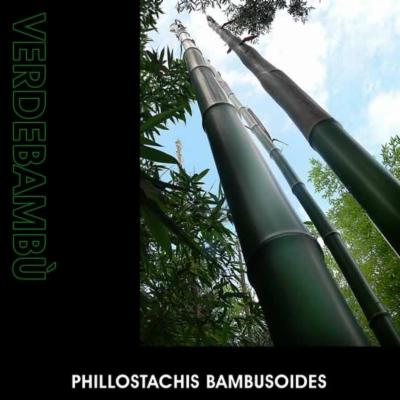 Verde Bambu'  - Foto 5