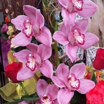 Vitalflor  - Foto 2