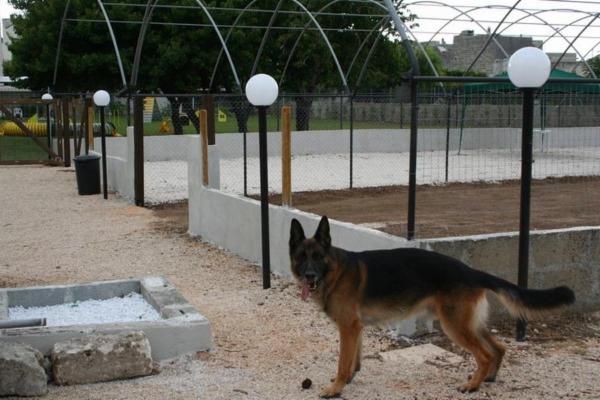 Wolf In Dog di Barbara de Risi - Foto 11
