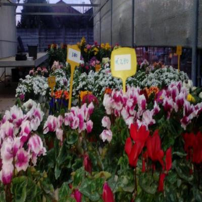 Verdein -Giardini  - Foto 8