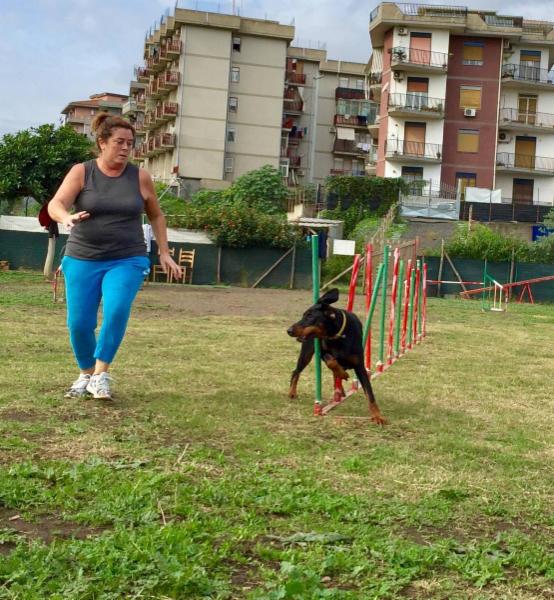 Dog School Catania - Foto 7