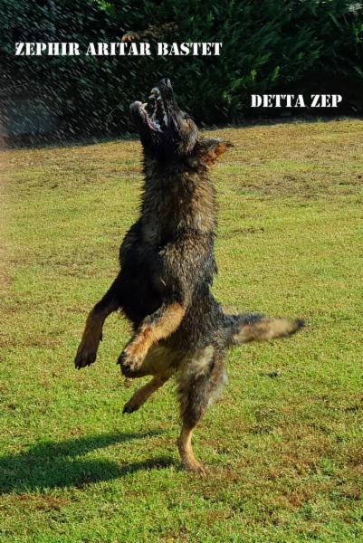 Wolf In Dog di Barbara de Risi - Foto 12