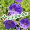 Susigarden 