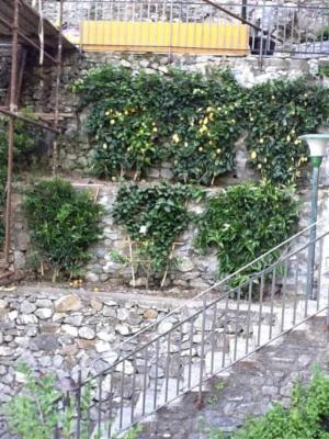 Blugarden  - Foto 3
