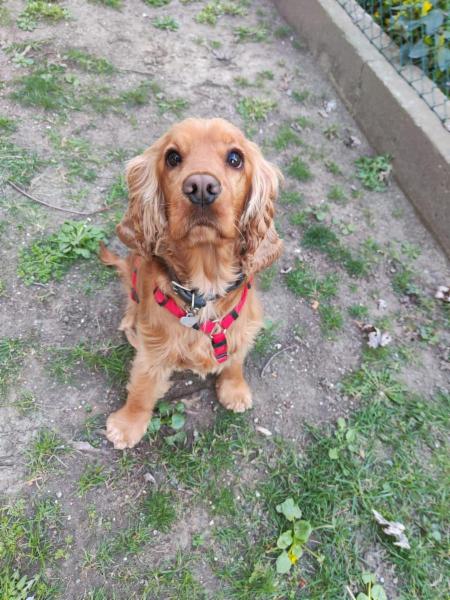 ABDog di Agnese Barbieri - Foto 3