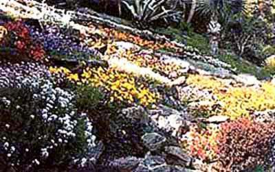 Vivai Piante e Fiori Vita Stefano  - Foto 1