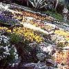 Vivai Piante e Fiori Vita Stefano 