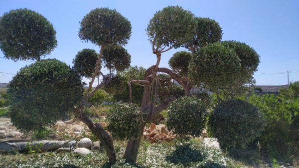 Agricereali Giardinaggio  - Foto 3
