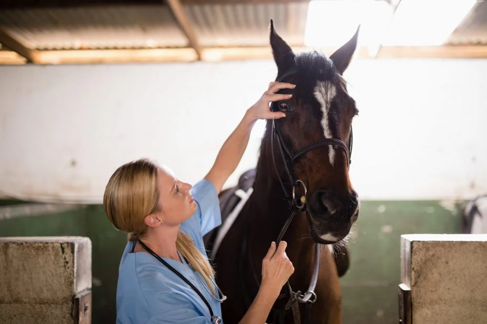 come ricercare il veterinario