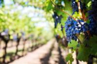 L'Italia alla scoperta del vino