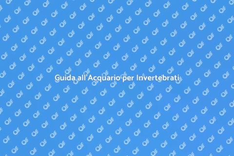 Acquario Perfetto per Invertebrati