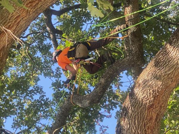 Arbor Climbing di Rocco Lodise - Foto 2