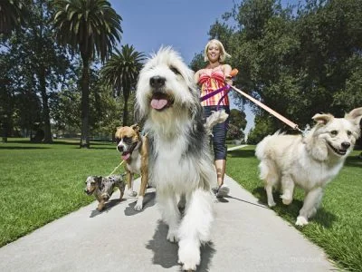 ernesto petsitter