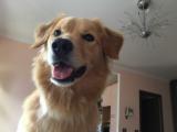 Pet Sitter - Foto 1