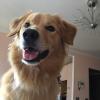 Pet Sitter