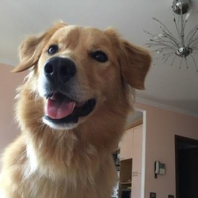 Pet Sitter