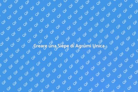 Siepe di Agrumi per il Tuo Giardino