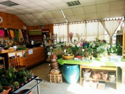 Vivaio della Castella di Cavalieri Enzo  - Foto 6