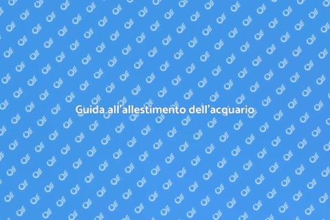 Allestire un nuovo acquario perfetto