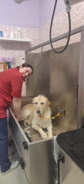 Roberta Pet Groomer - Foto 3