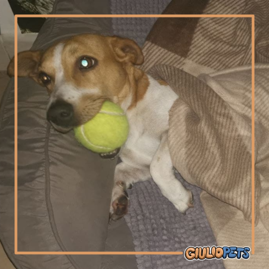 Giulio Paolo Alberto Vitulli - Foto 7