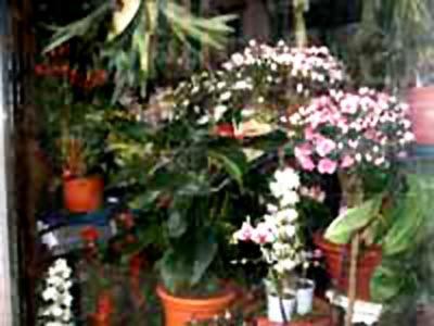 Fiori NunzioDi Cardile Concetta  - Foto 2