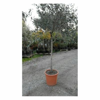 Vivai Vitale Davide  - Foto 5