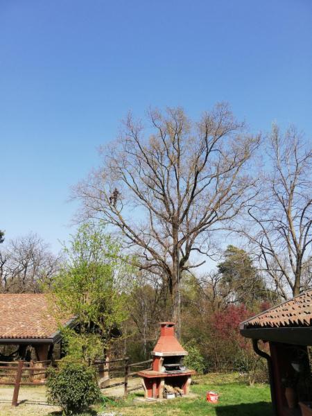 Treestylist - Foto 8